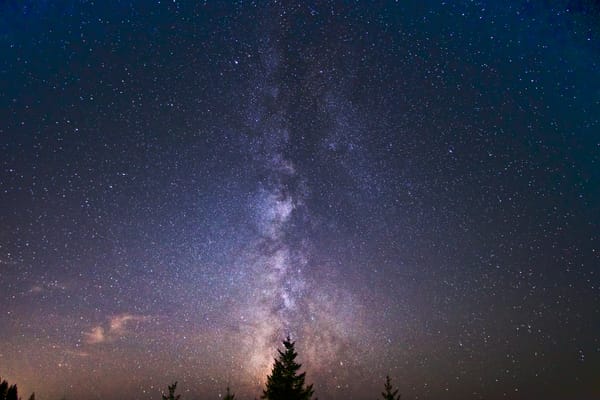 The Milky Way stretches upward from behind the silhouette of an evergreen fir.